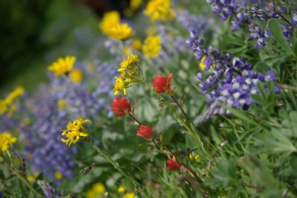 natur-und-rangerkurse-kanada-nordamerika-bushcraft-survival-extreme-blumen-natucate