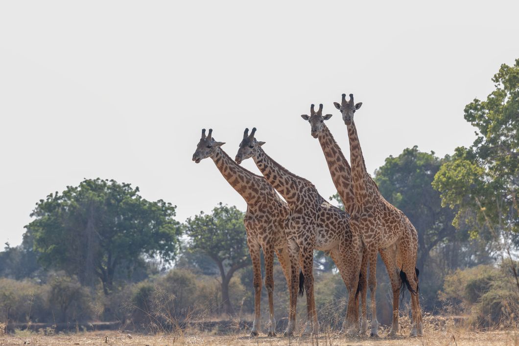 natucate-pwe-tanzania-kokoko-giraffes