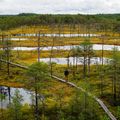 Beautiful meadow with bogs in Estonia's Lahemaa National Park
