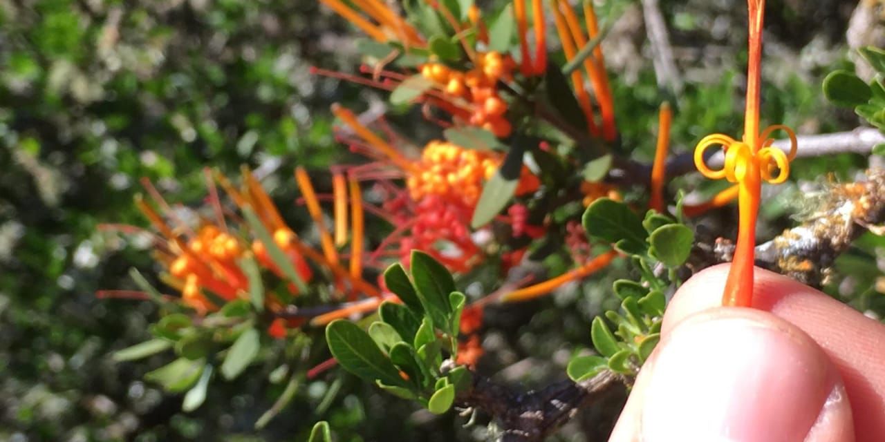Nahaufnahme der suedafrikanischen Flora: Ein Trails Guide-Student beschaeftigt sich auf einem Bush Walk im Ostkap mit der oertlichen Vegetation