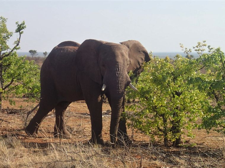erfahrungsberichte-freiwilligenarbeit-suedafrika-artenschutz-gina-elefant