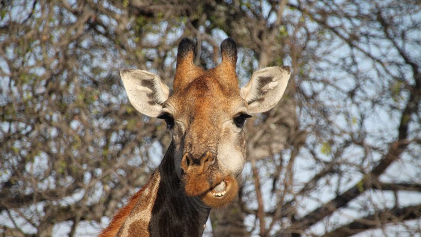 erfahrungsberichte-suedafrika-fgl1-rangerausbildung-kundenfotos-giraffe-natucate