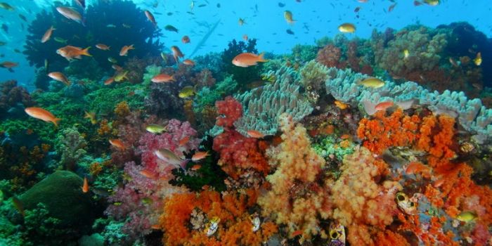 Ein belebtes Korallenriff in vielen Farben