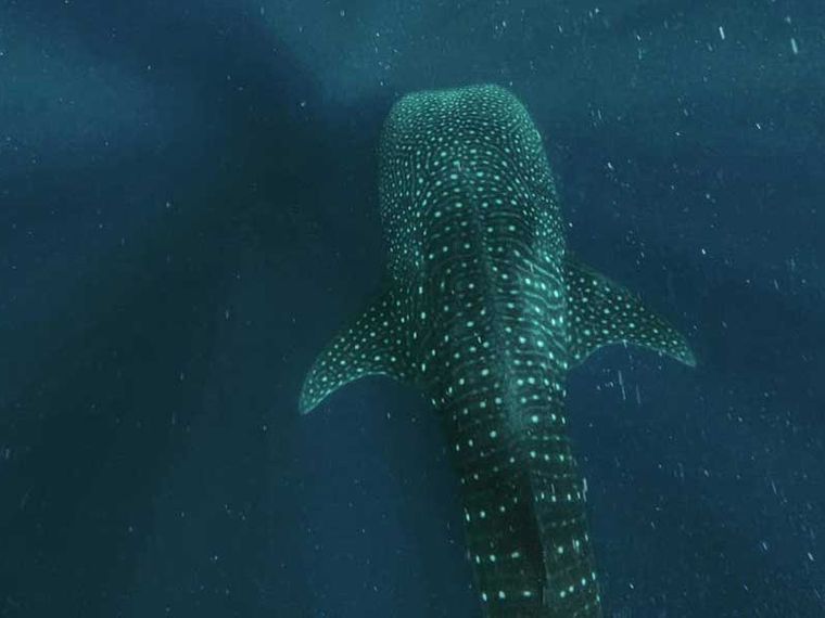 freiwilligenarbeit-malediven-artenschutz-walhaie-projektbesuch