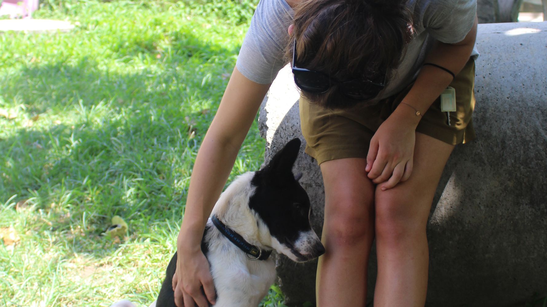 freiwilligenarbeit-thailand-erfahrungsbericht-tierschutz-hund-natucate