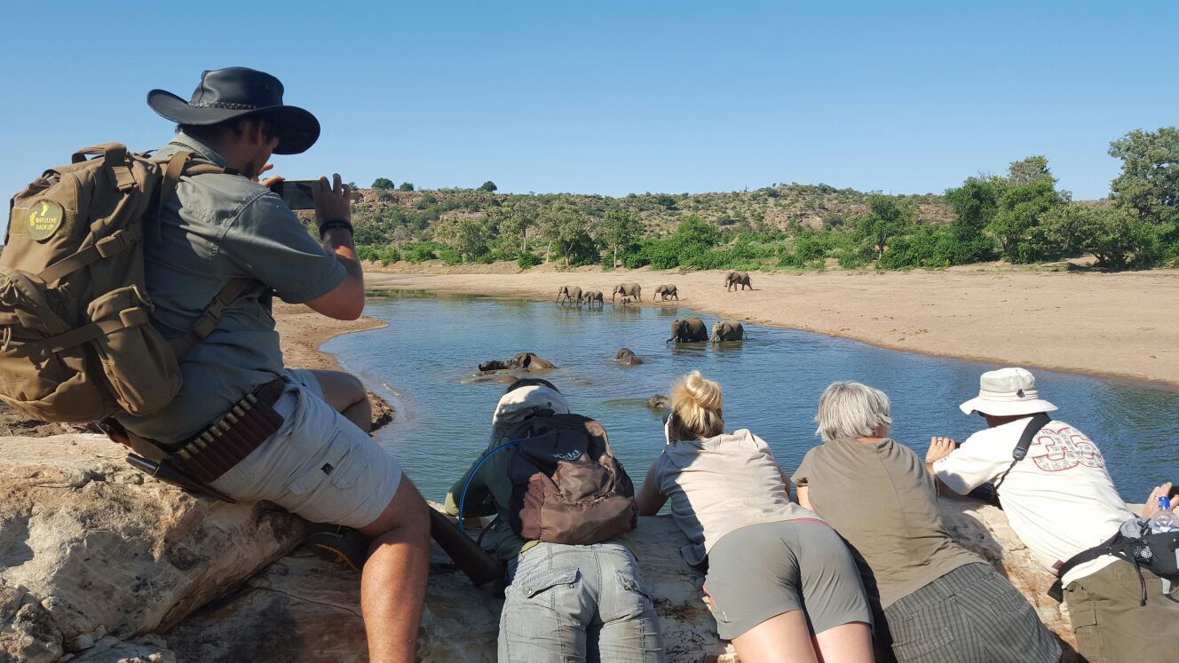 Rangerkurse in Botswana - Beobachtung Elefanten in Mashatu