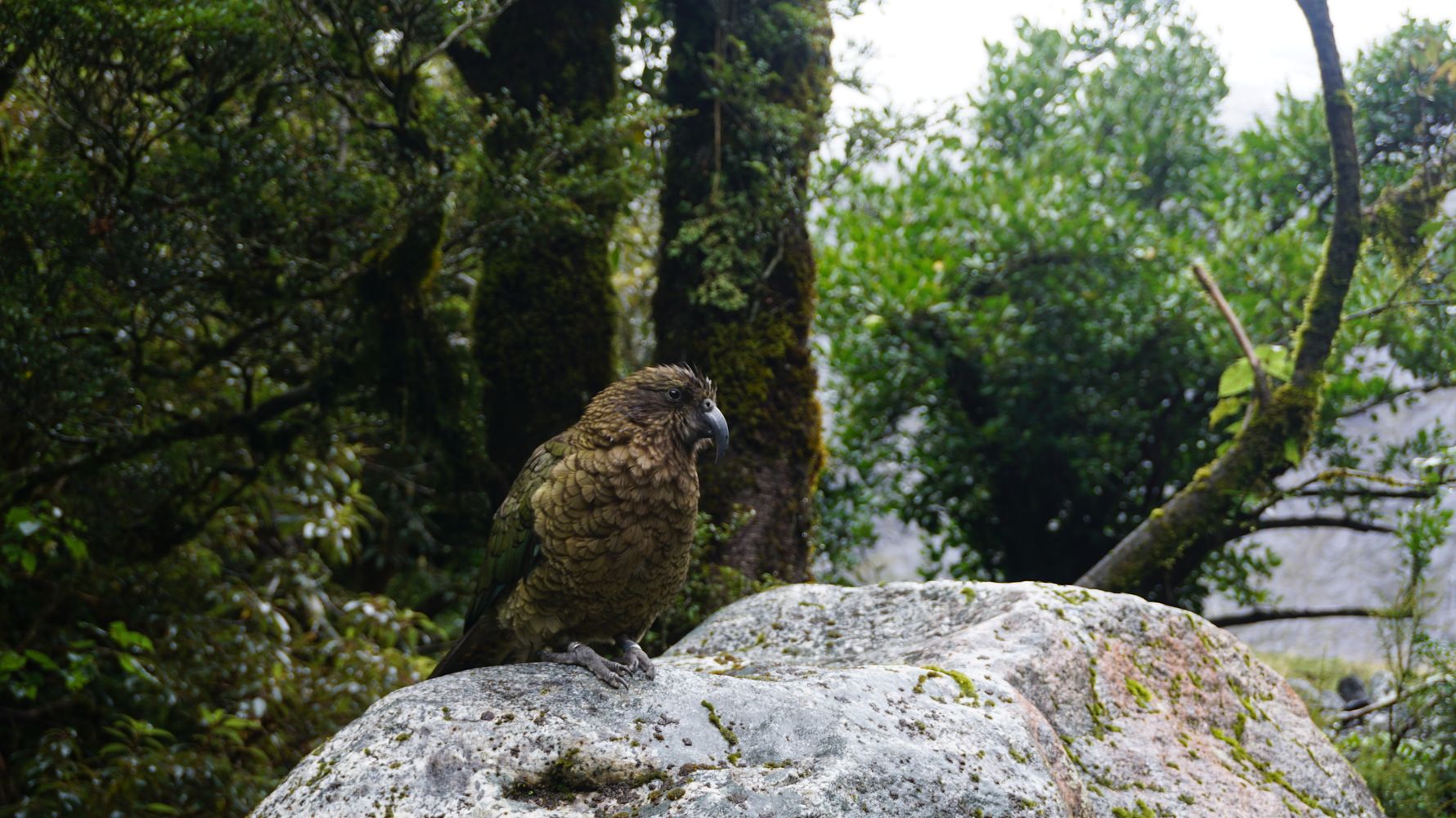 Naturschutz in Neuseeland: Ein Kea Vogel sitzt im Wald auf einem Stein