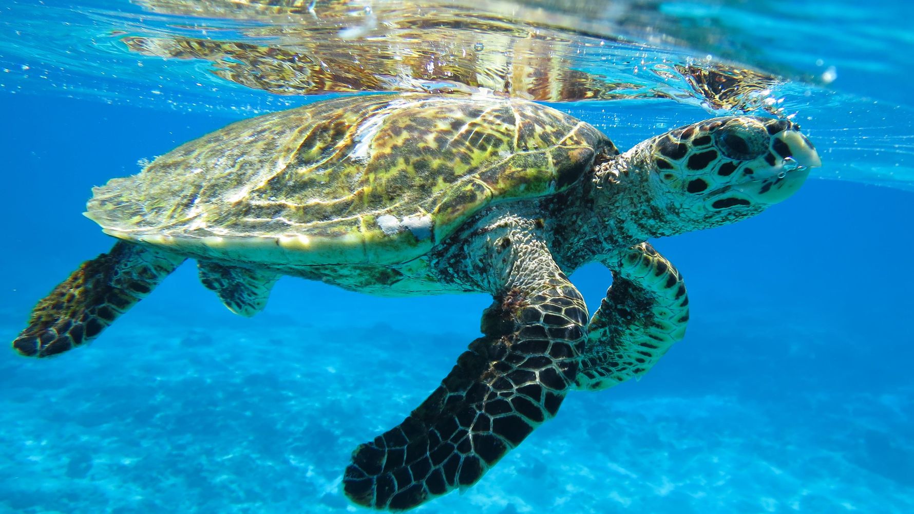 Natucate Blog – Monitoring Sea Turtles ⋅ Natucate