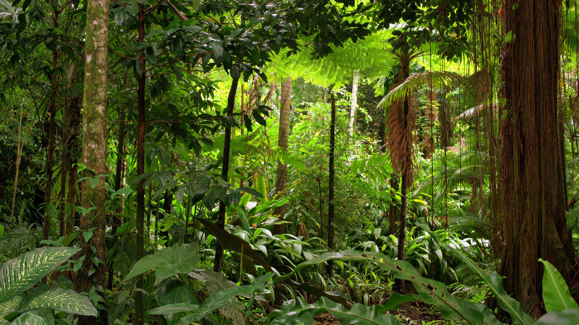 The Most Amazing Rainforests In Australia