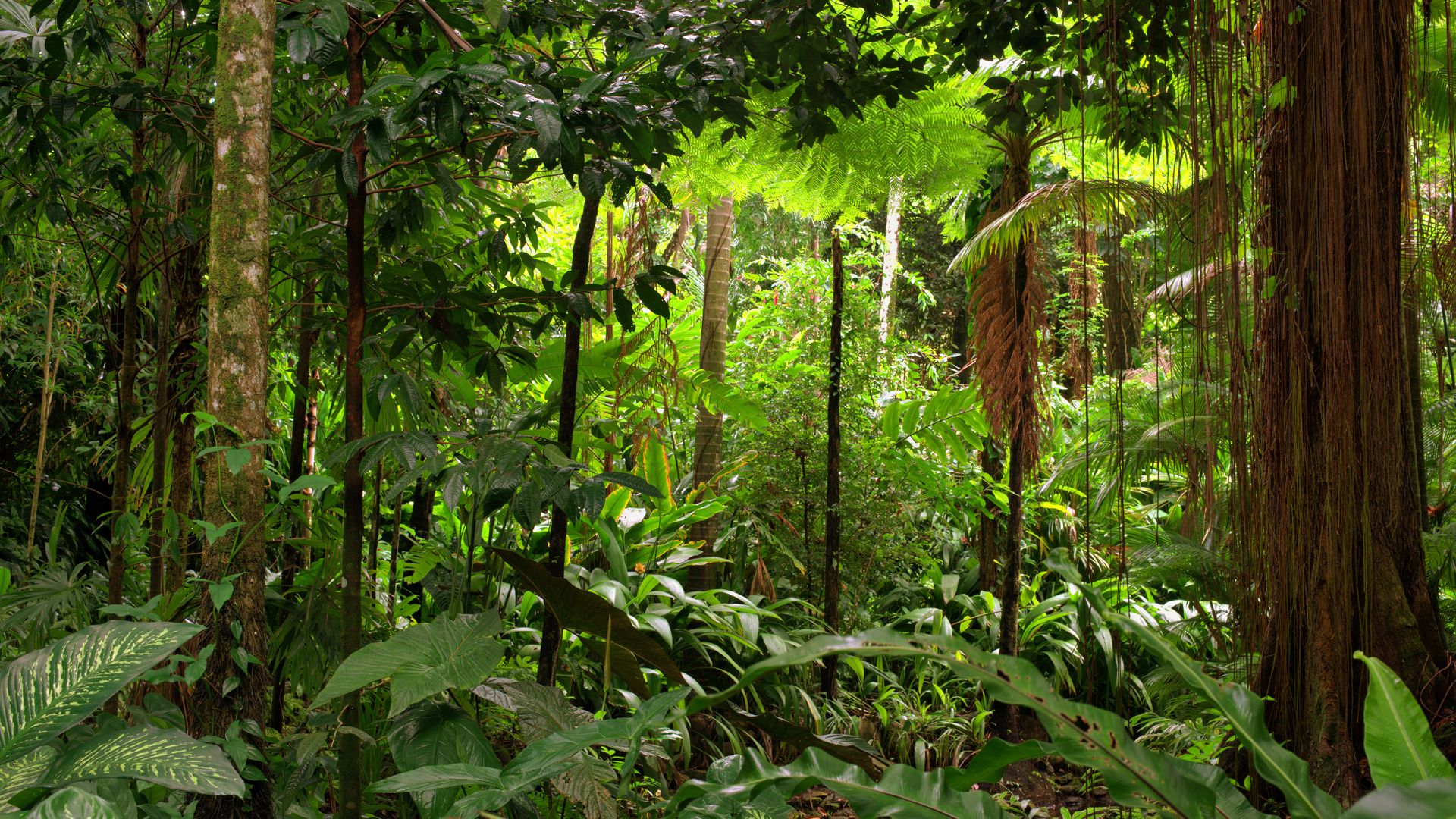 naturreise-regenwaldschutz-springbrook-australien-regenwald-natucate