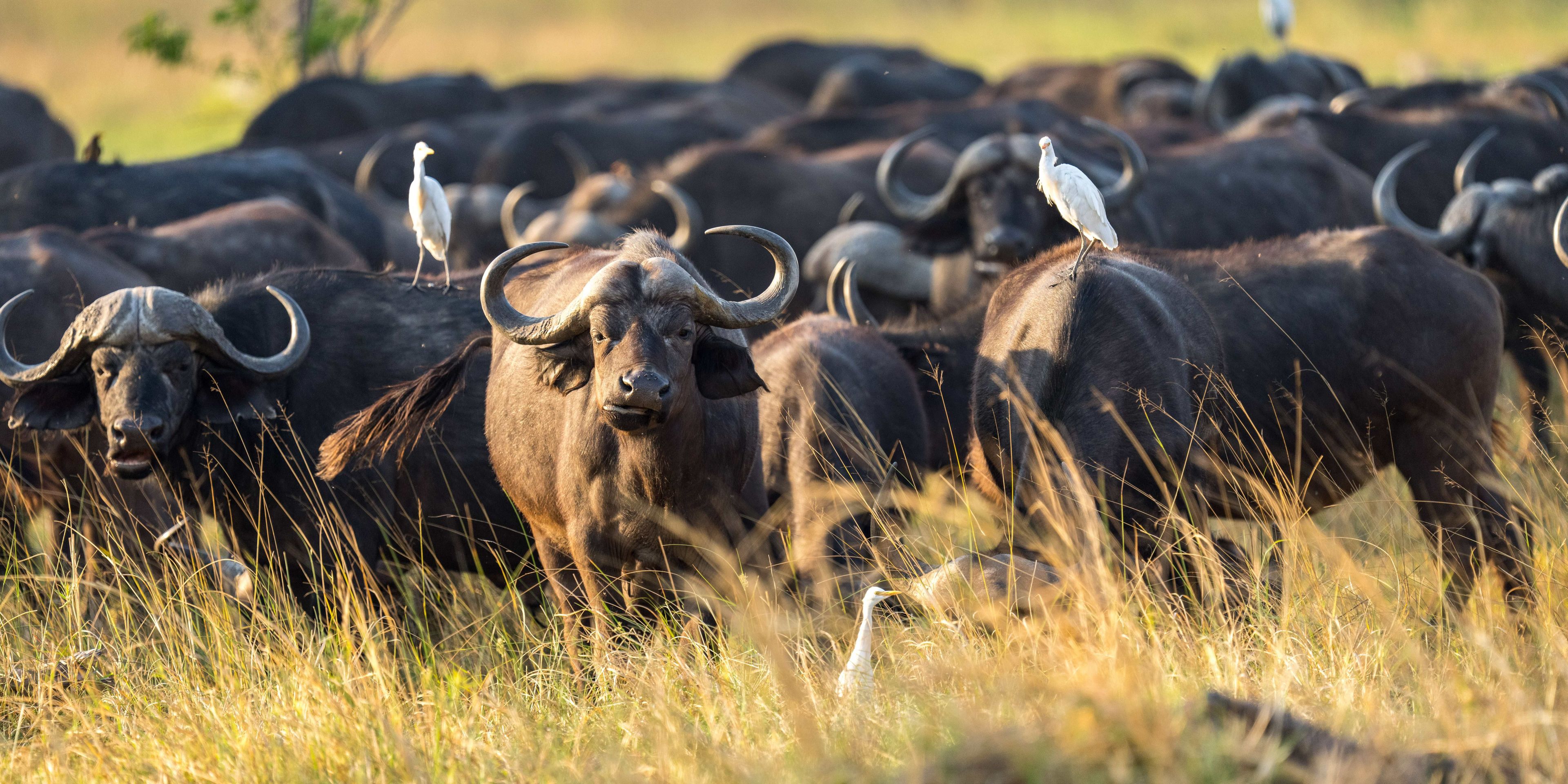 natucate-safari-okavango-delta-expedition-buffalo