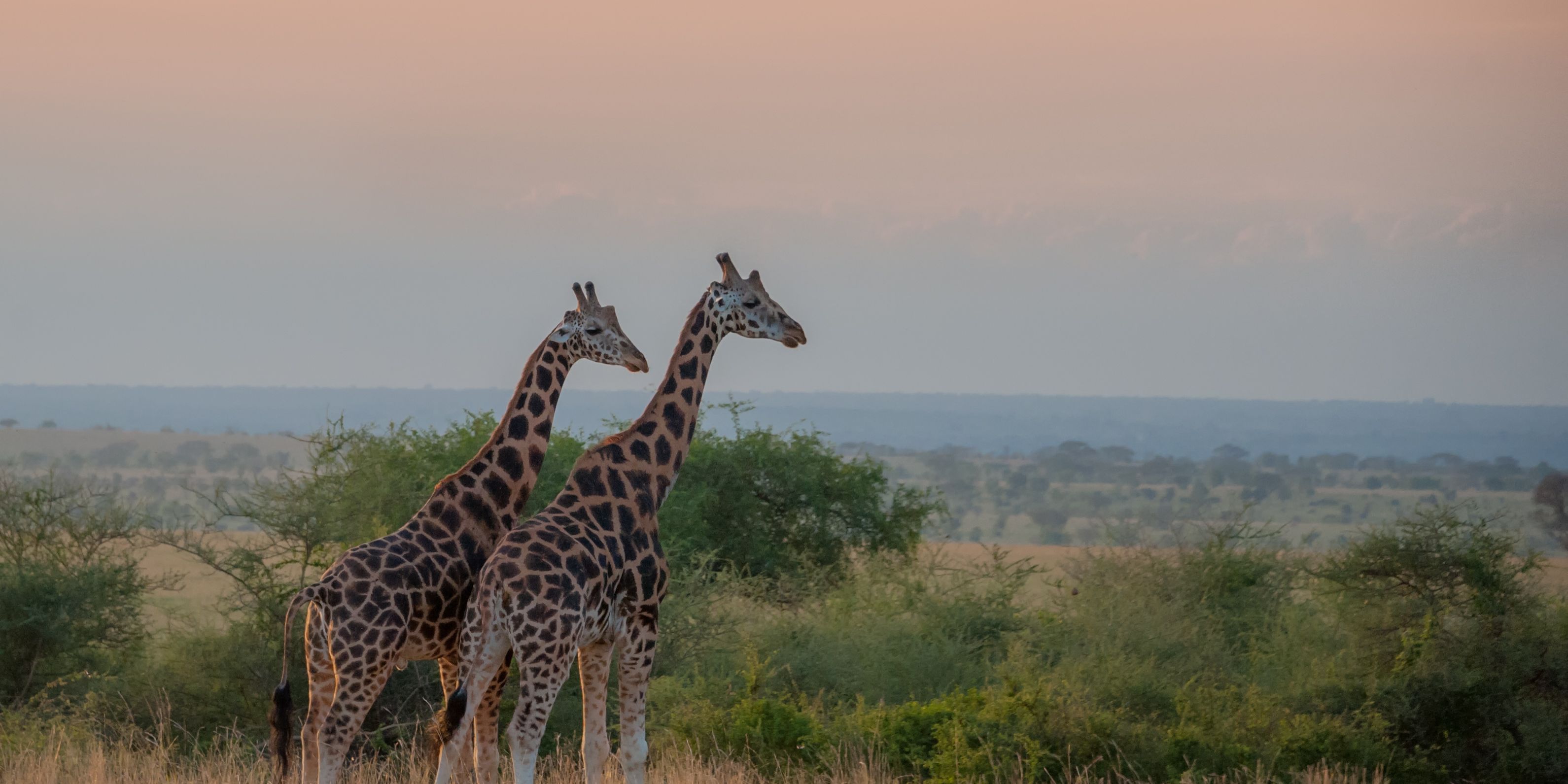 Two giraffes in Uganda