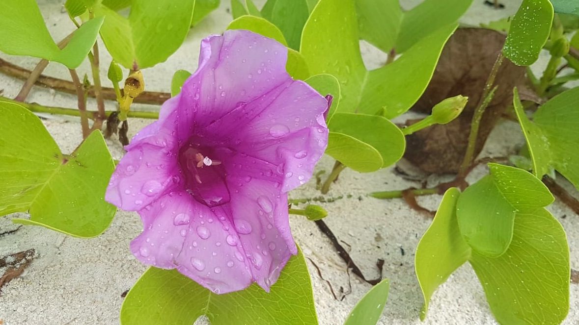 erfahrungsbericht-freiwilligenarbeit-walhaischutz-malediven-sara-bluete-natucate