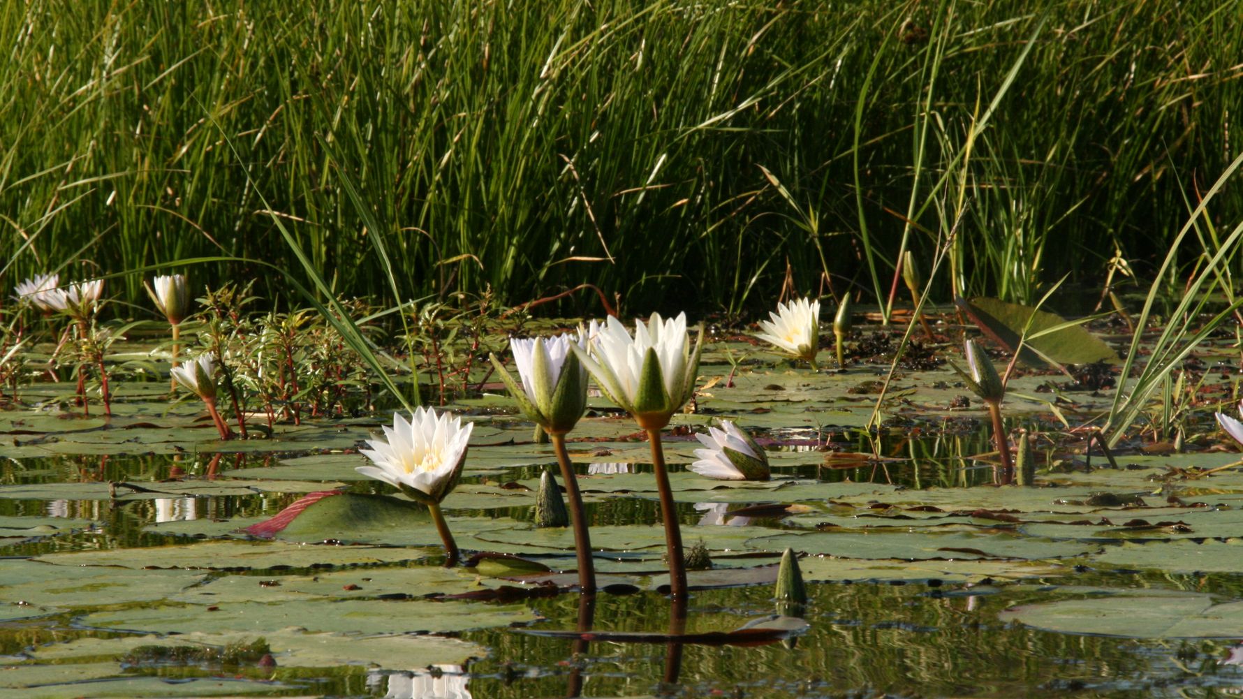 blog-ratgeber-botswana-okavango-delta-see-pflanzen-blog-natucate