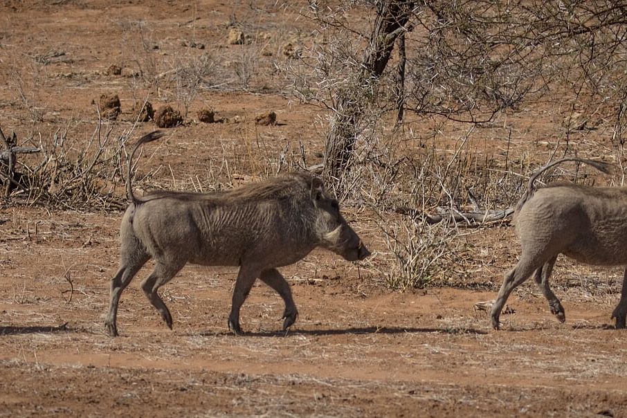naturkurs-suedafrika-ecotracker-wildlife-monitoring-warzenschweine-natucate