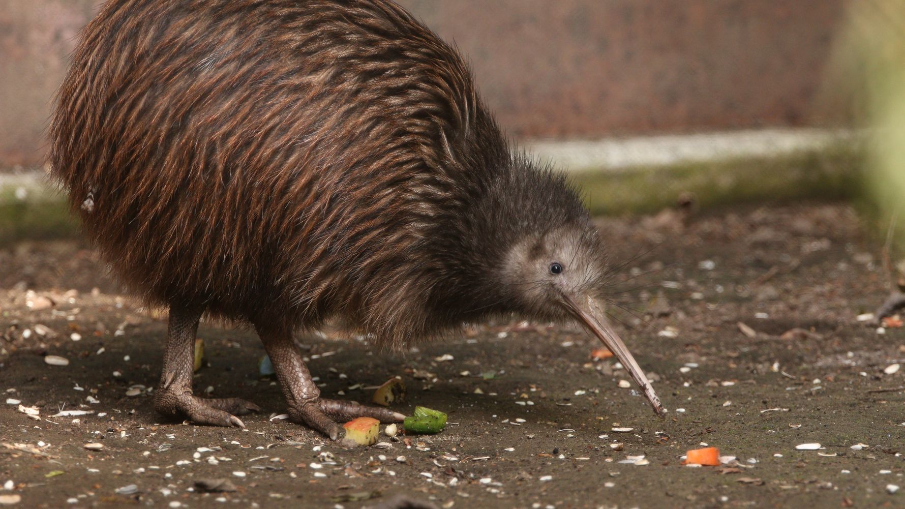 blog-wissen-kiwi-bedrohtes-nationalsymbol-nahaufnahme-natucate