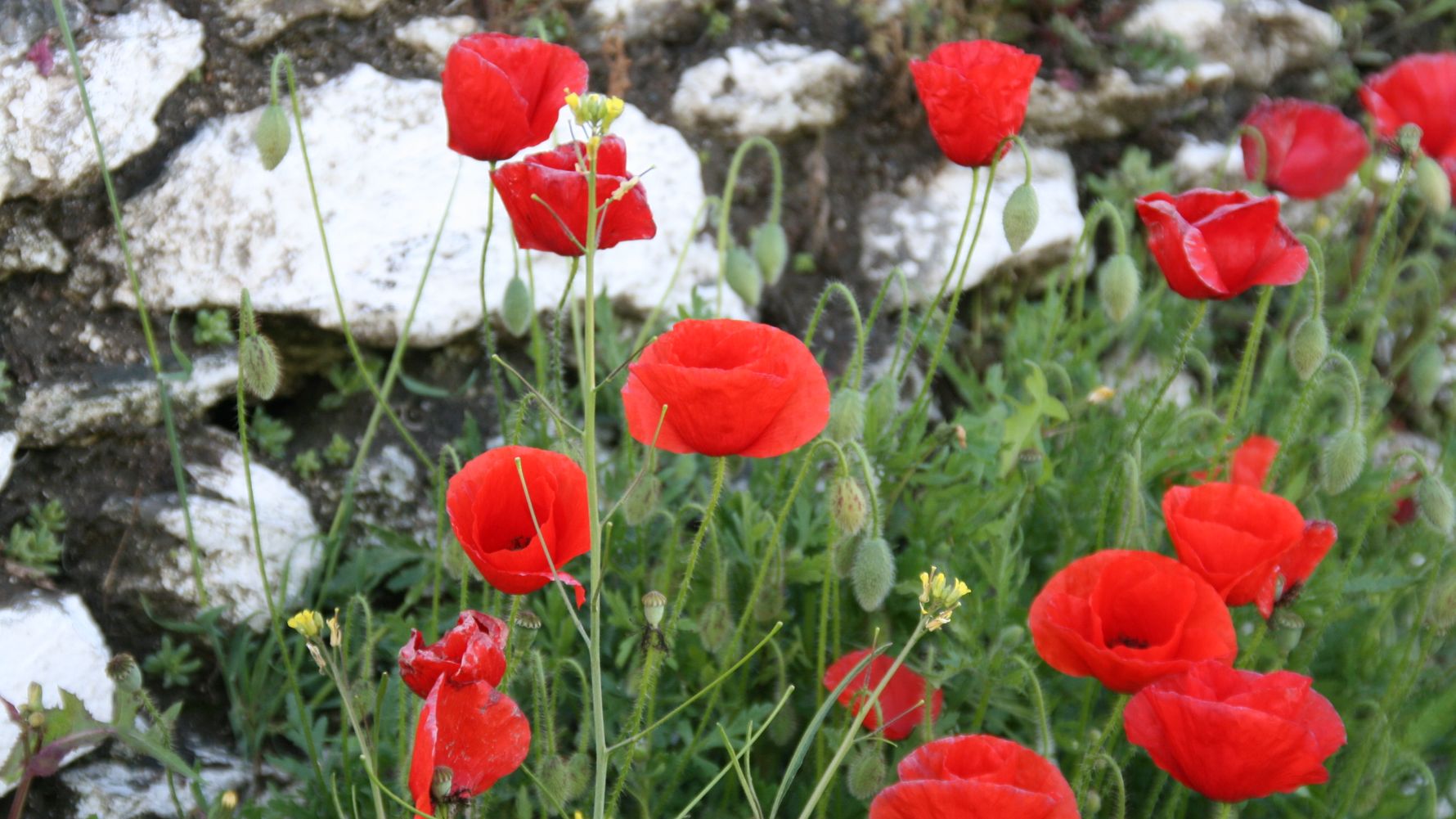 freiwilligenarbeit-spanien-erfahrungsbericht-naturschutz-natucate