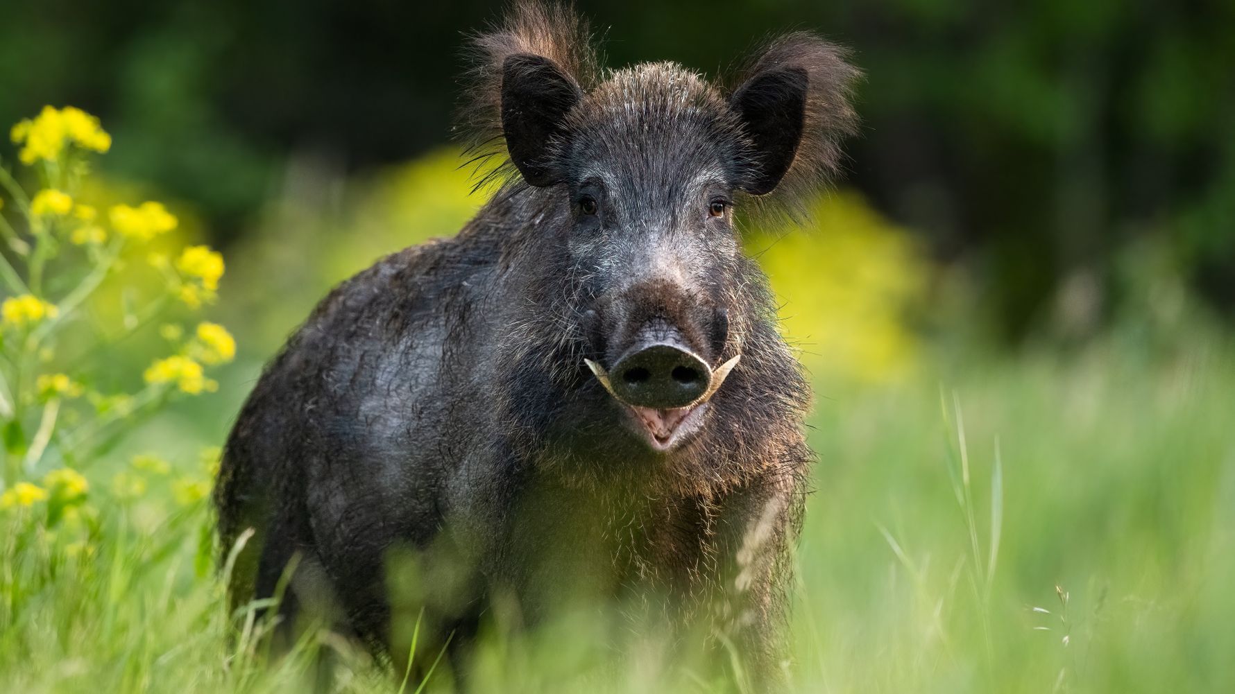 natucate-blog-knowledge-rewilding-wild-pig