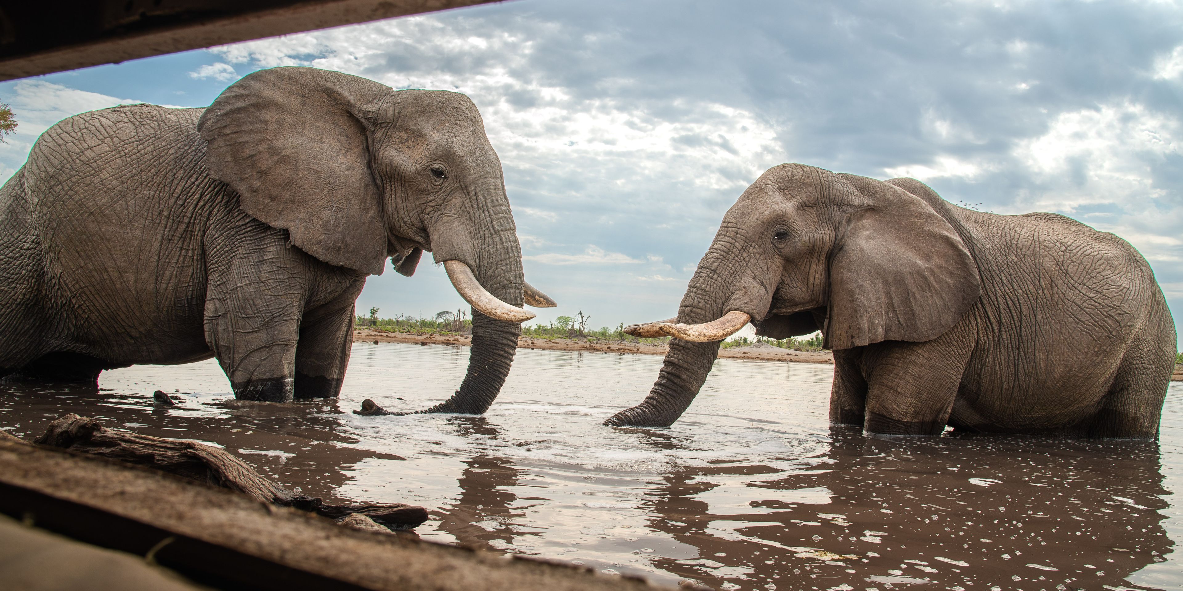 natucate-safari-botswana-abenteuer-camp-elephant-pan-hide-elephants