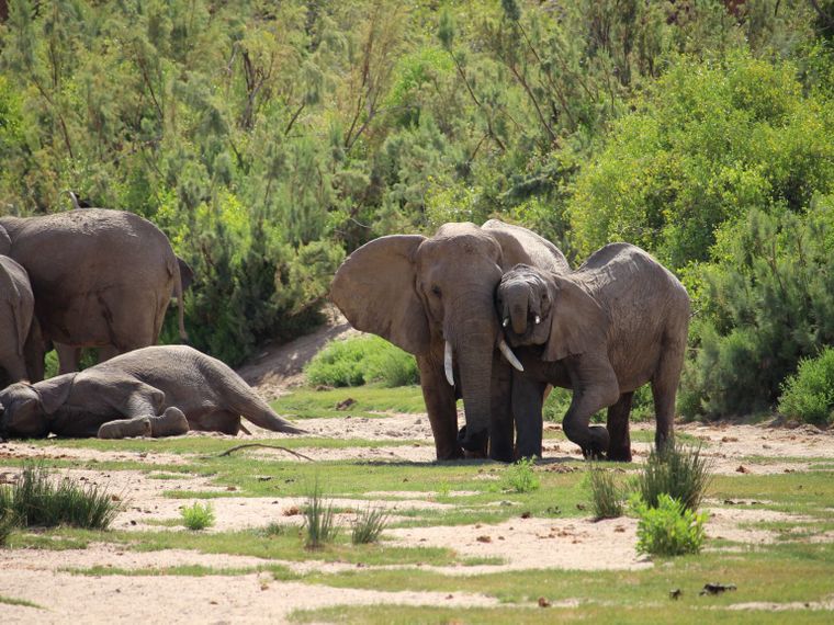 erfahrungsberichte-freiwilligenarbeit-namibia-elefanten-sabrina-elefanten-natucate