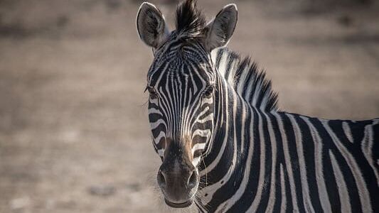 blog-ratgeber-suedafrika-kruger-nationalpark-zebra-natucate