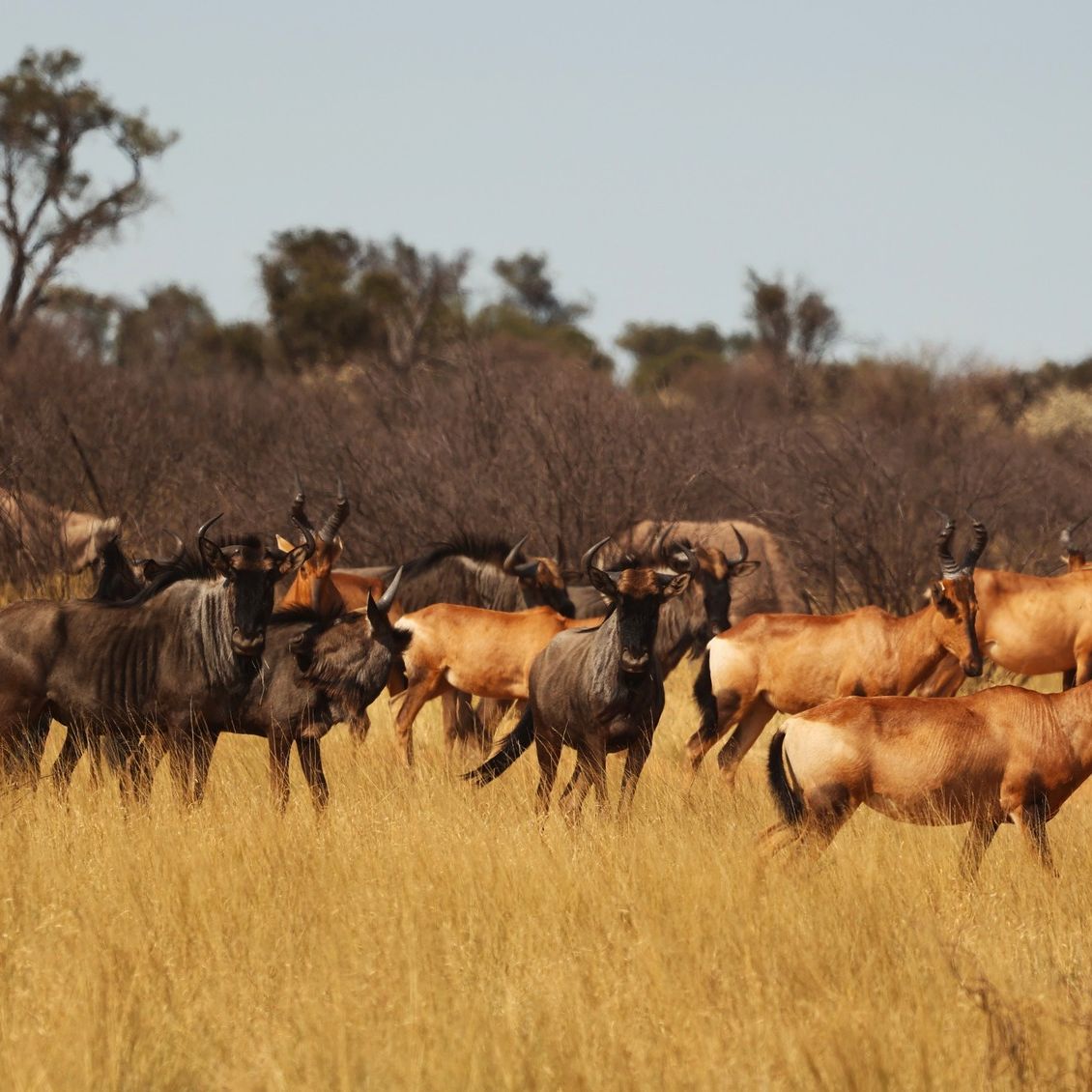 natucate-blog-review-james-kalahari-animal-herd