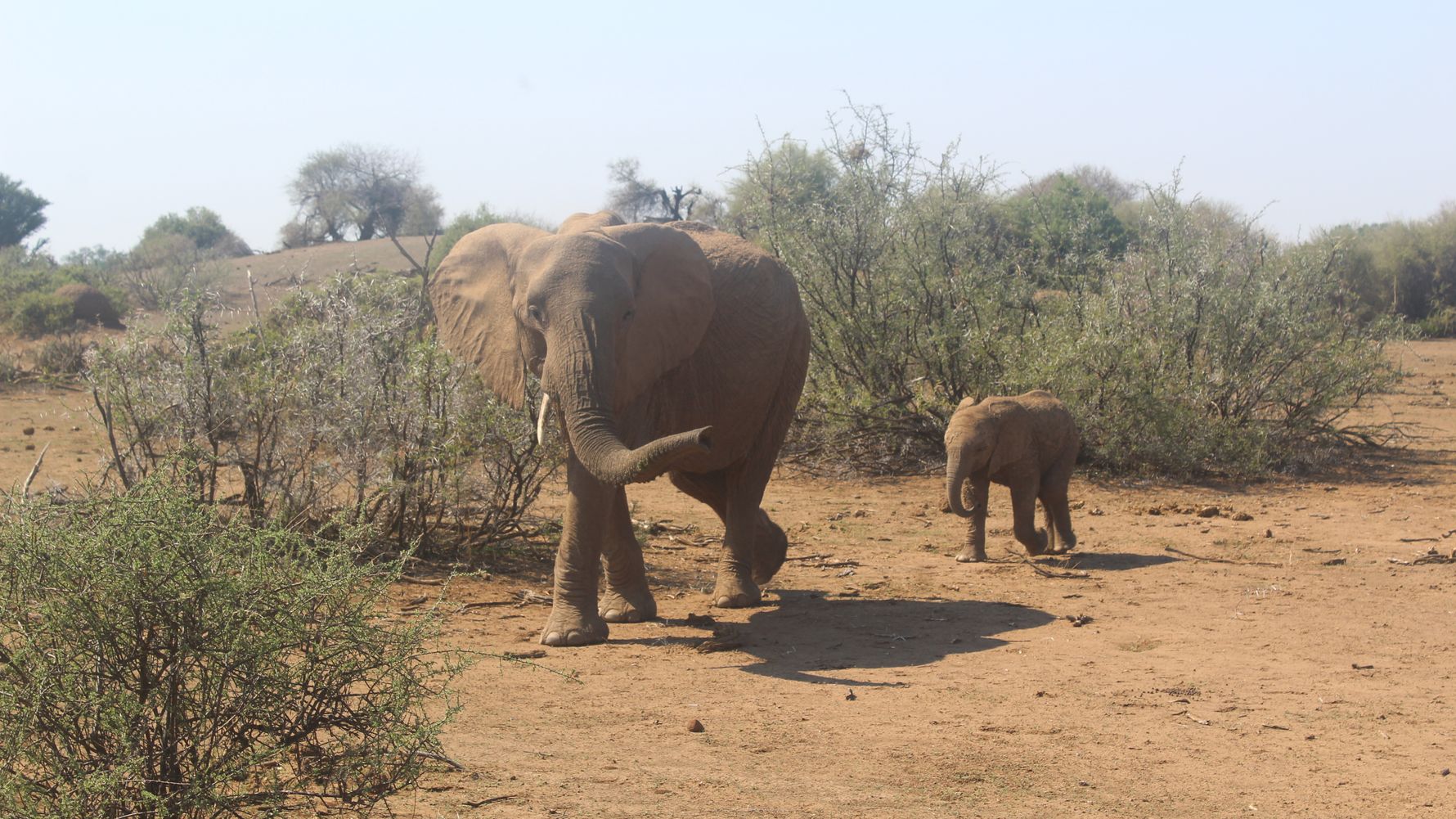 erfahrungsberichte-suedliches-afrika-pfg-rangerausbildung-kundenfotos-elefanten-natucate