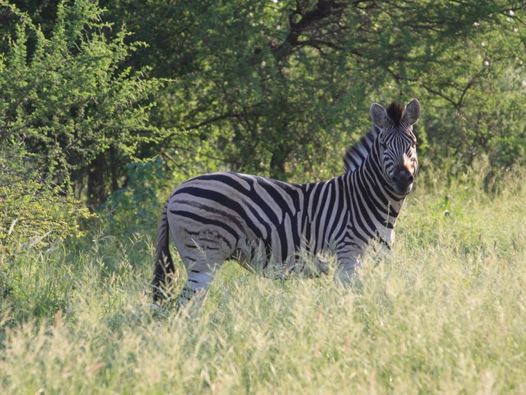 naturreise-suedafrika-erfahrungsbericht-ecoquest-kundenfotos-zebra-natucate