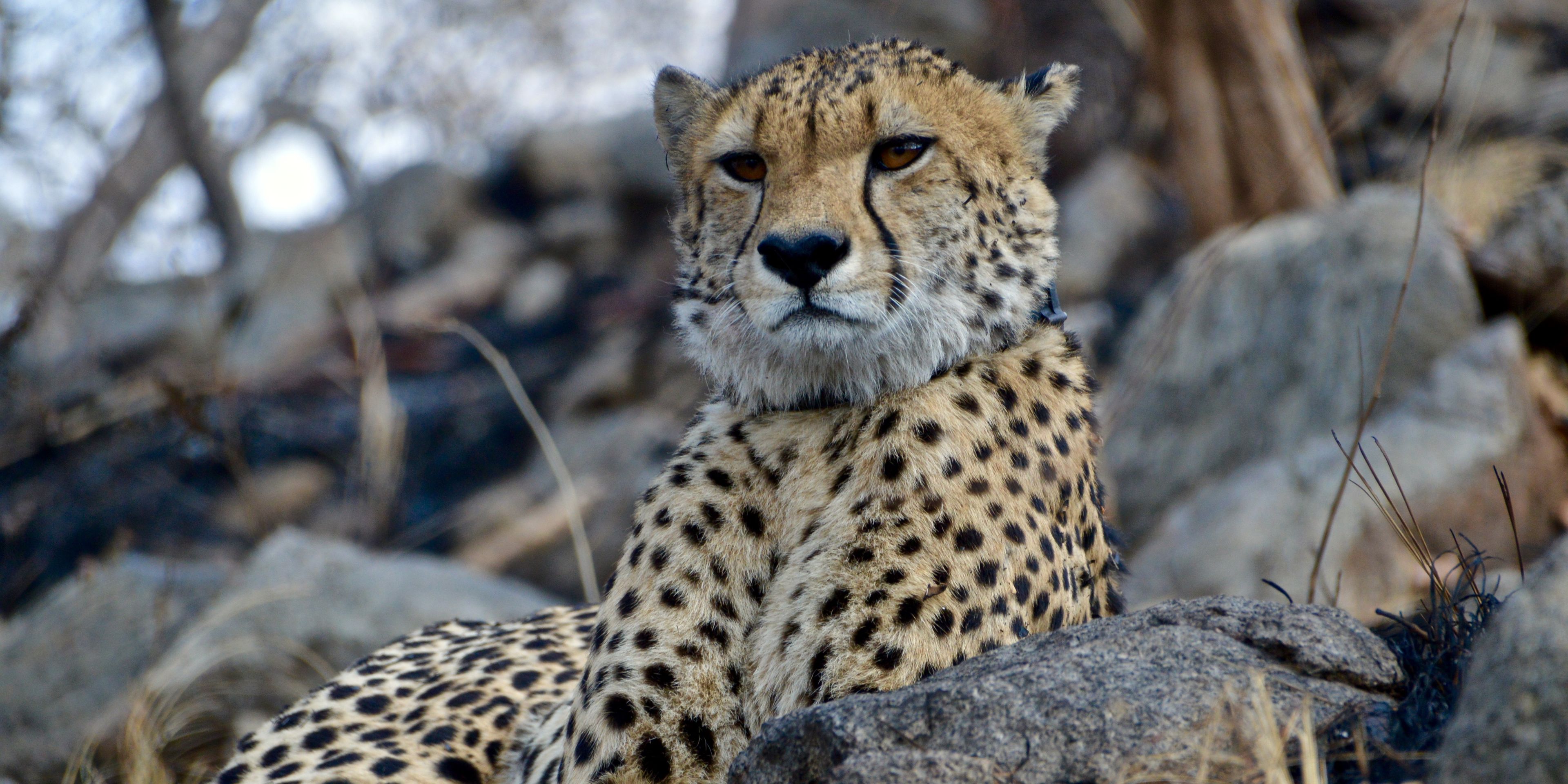 natucate-malawi-volunteering-liwonde-volunteer-car-olivia-sievert