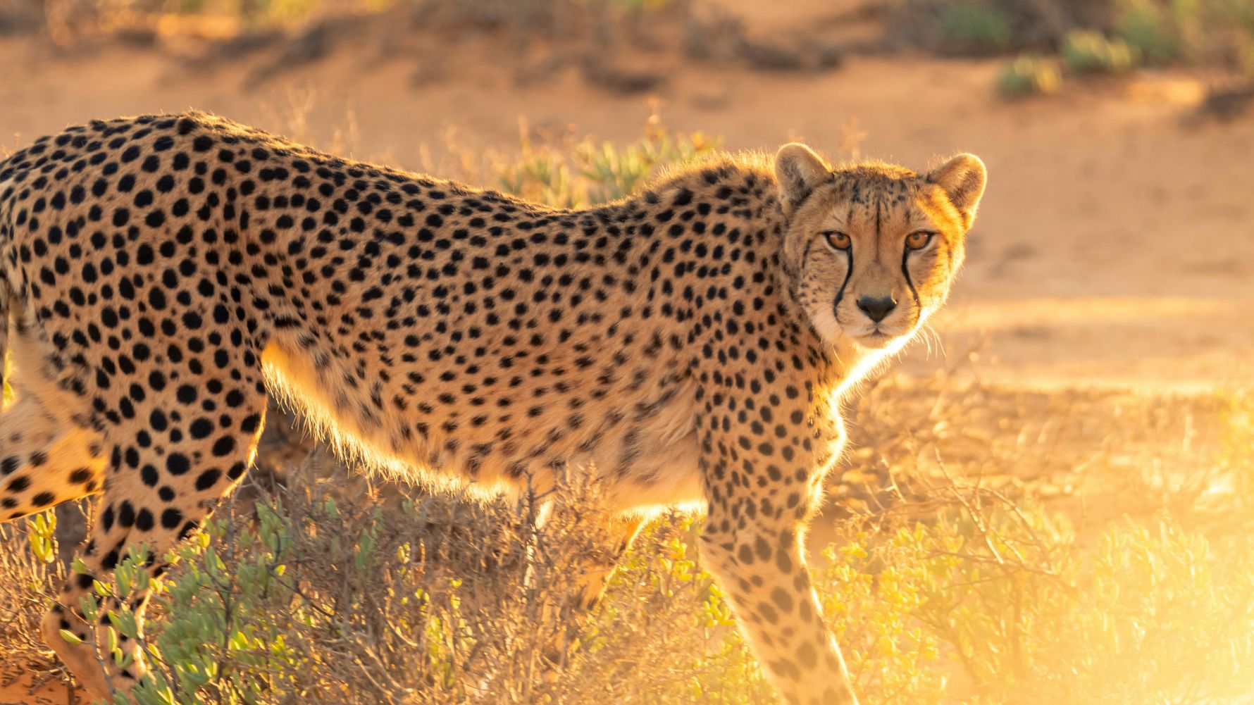 travel-guide-liwonde-nationalpark-gepard