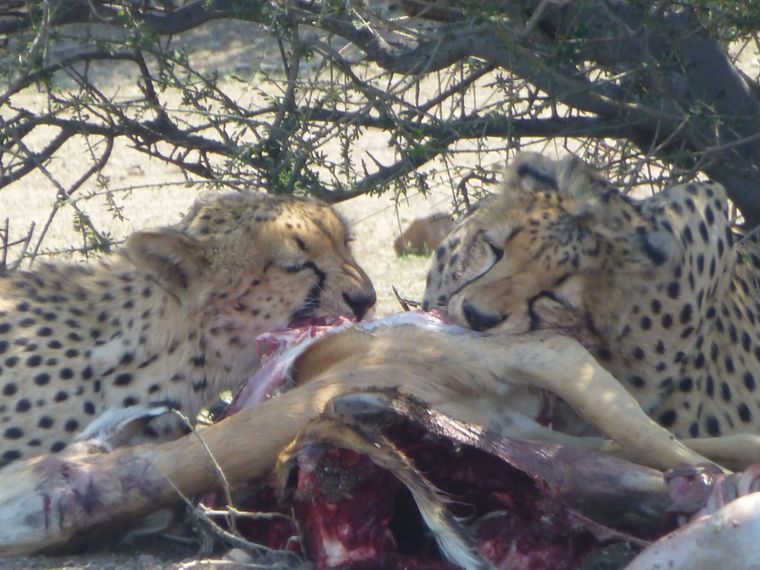 erfahrungsberichte-suedliches-afrika-fgl1-rangerausbildung-geparden-natucate