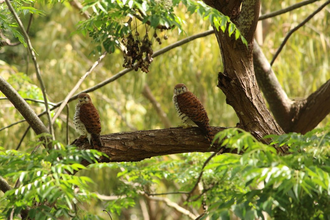 Two Mauritius Kestrels sitting in a tree in Mauritius, looking for prey