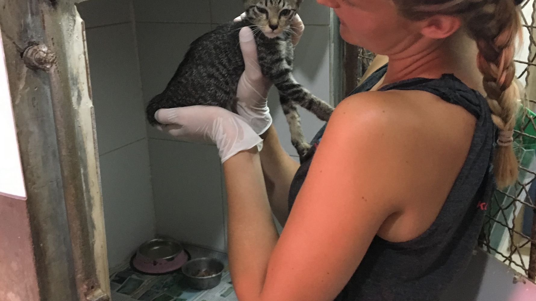 Gap Year: Eine Freiwillige versorgt eine Katze im Kaefig