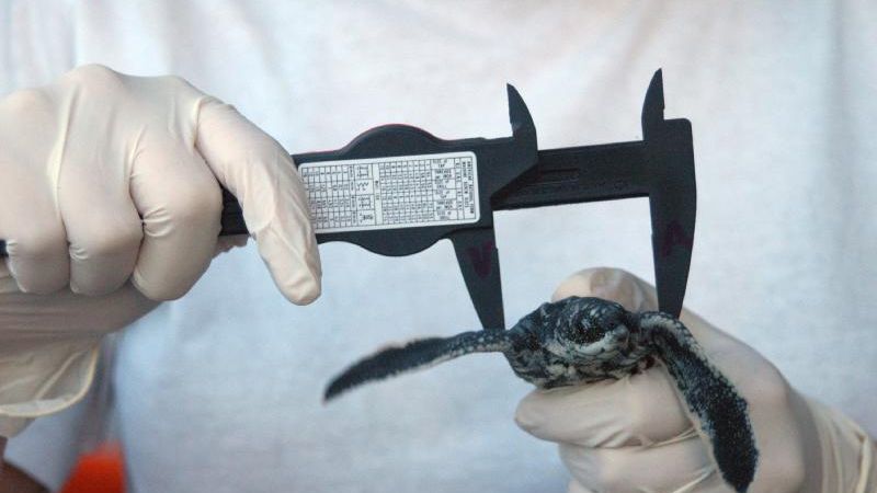 Volunteering Costa Rica: Artenschutz-Volunteer vermisst eine junge Meeresschildkroete