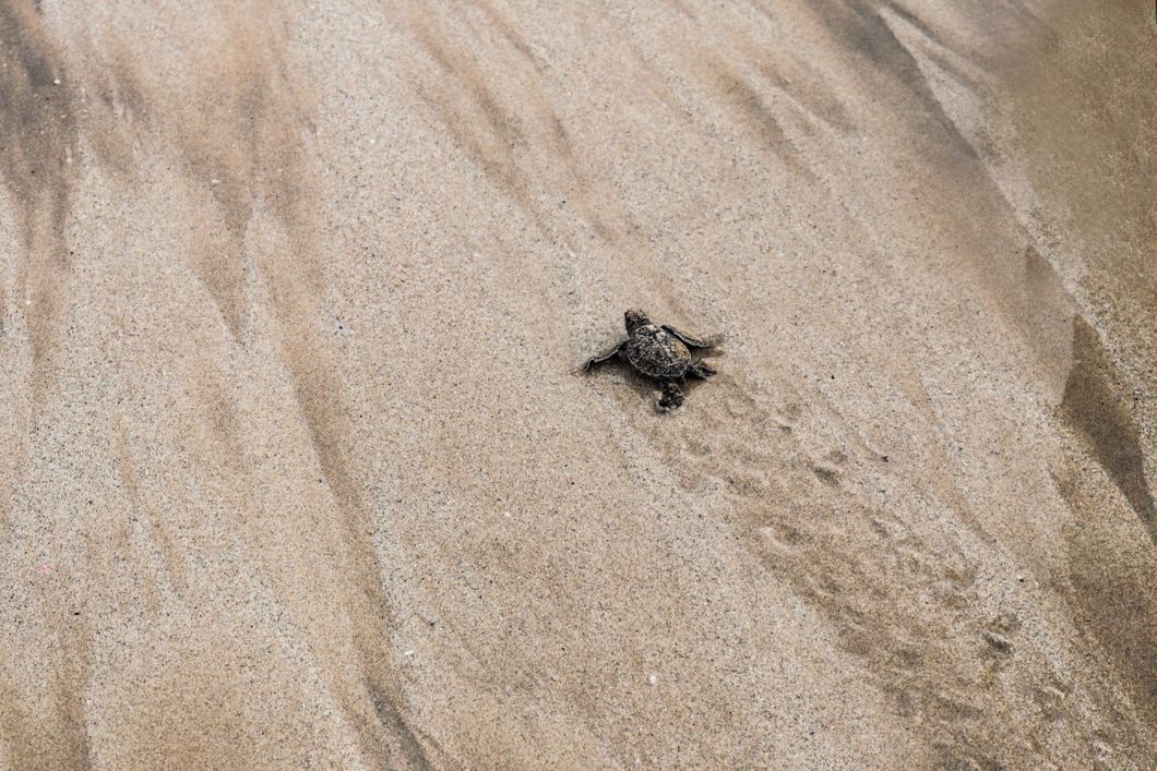 natucate-freiwilligendienst-ecuador-artenschutz-baby-schildkroete-strand