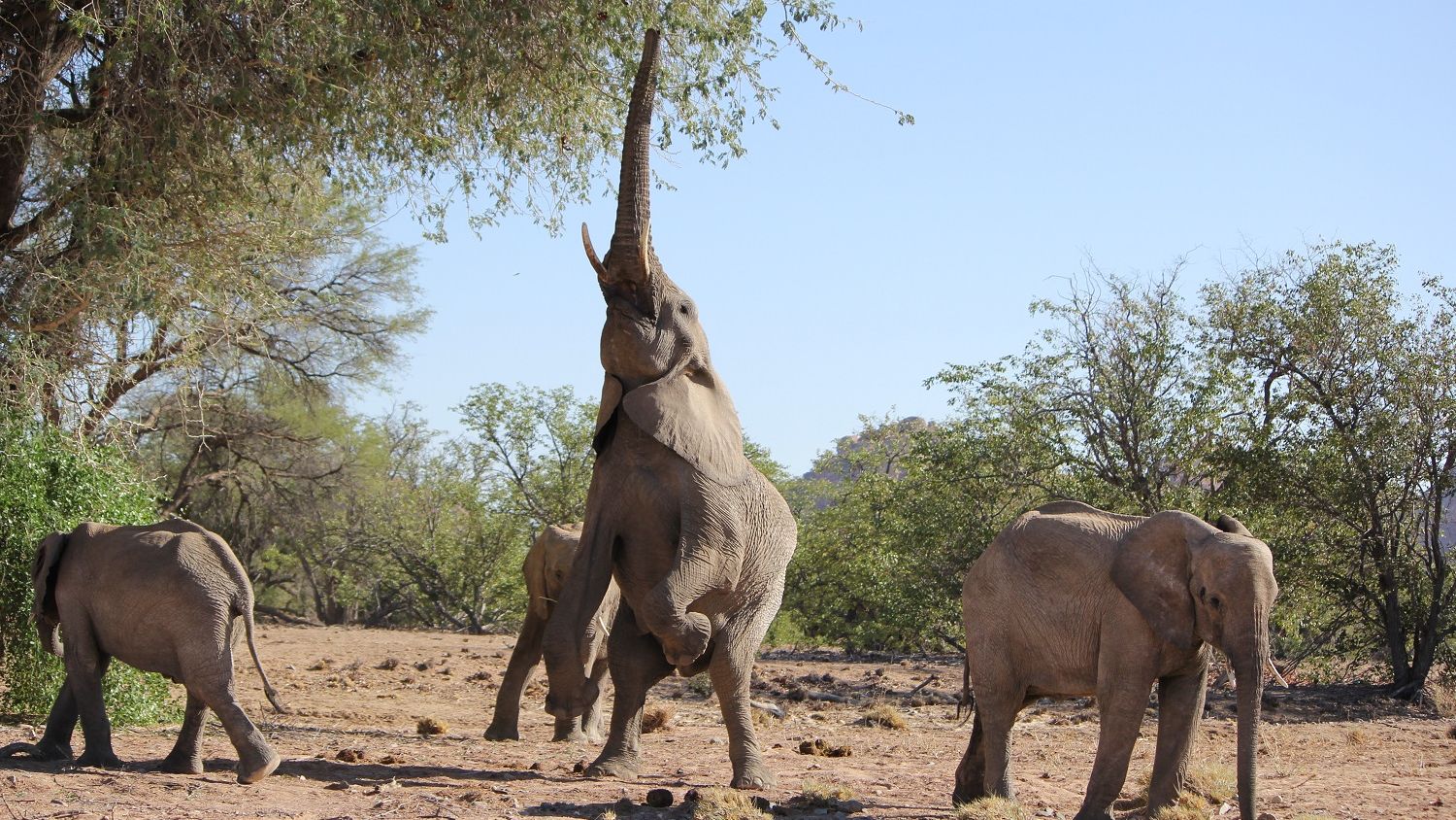 Ein Elefant reckt sich, um an einen Baum zu kommen; drei andere suchen auf dem Boden nach Futter.