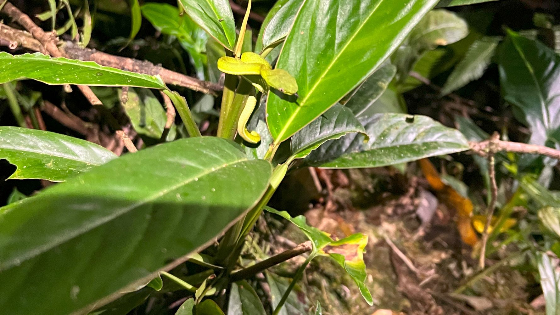 erfahrungbericht-jarne-freiwilligenarbeit-costa-rica-waldschutz-12