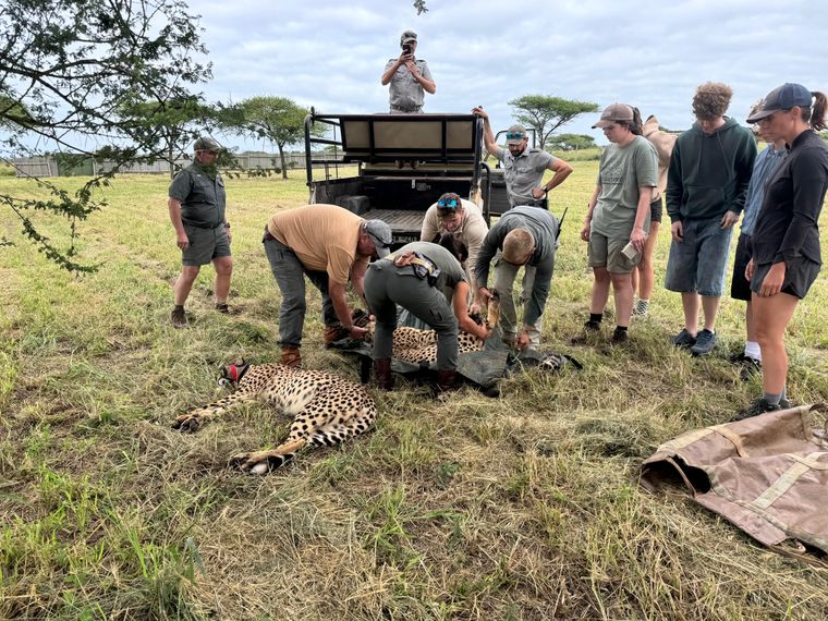 erfahrungsbericht-suedafrika-zululand-brigitta-cheetah-operation