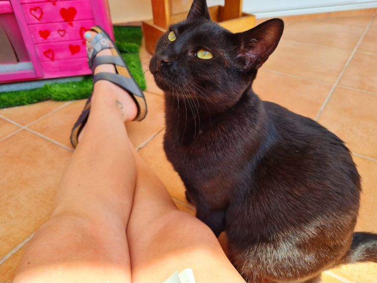 freiwilligenarbeit-griechenland-tierschutz-elli-23