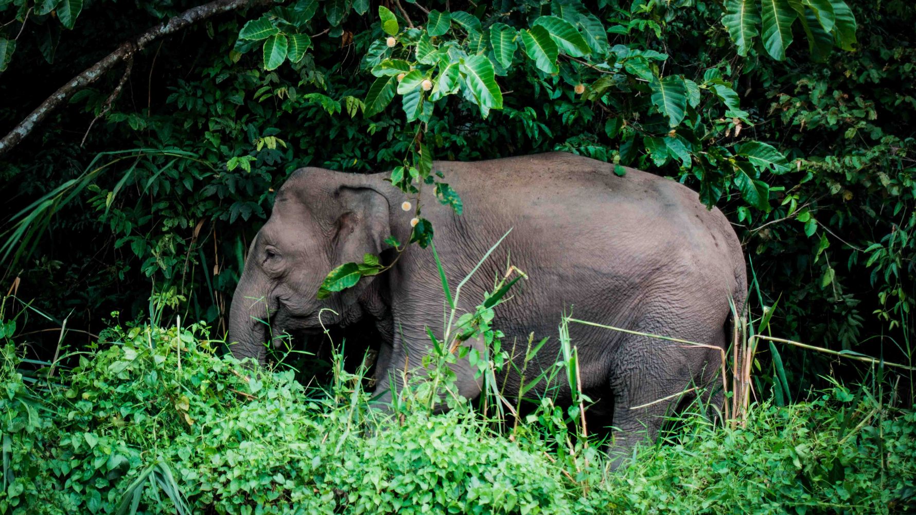 Ein Asiatischer Elefant in der Seitenansicht geht nach link. Er ist vom dichten Grün des indonesischen Dschungels umgeben.