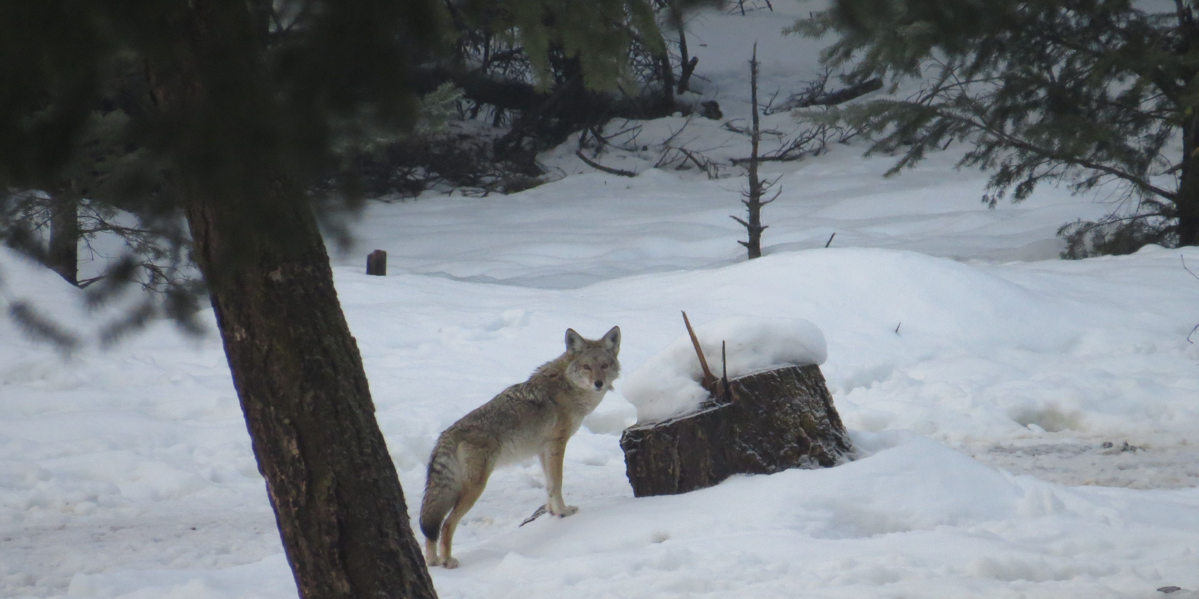 Ein Wolf steht allein im Schnee im Wald