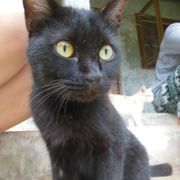 volunteering-thailand-tierschutz-erfahrungsbericht-katze-natucate