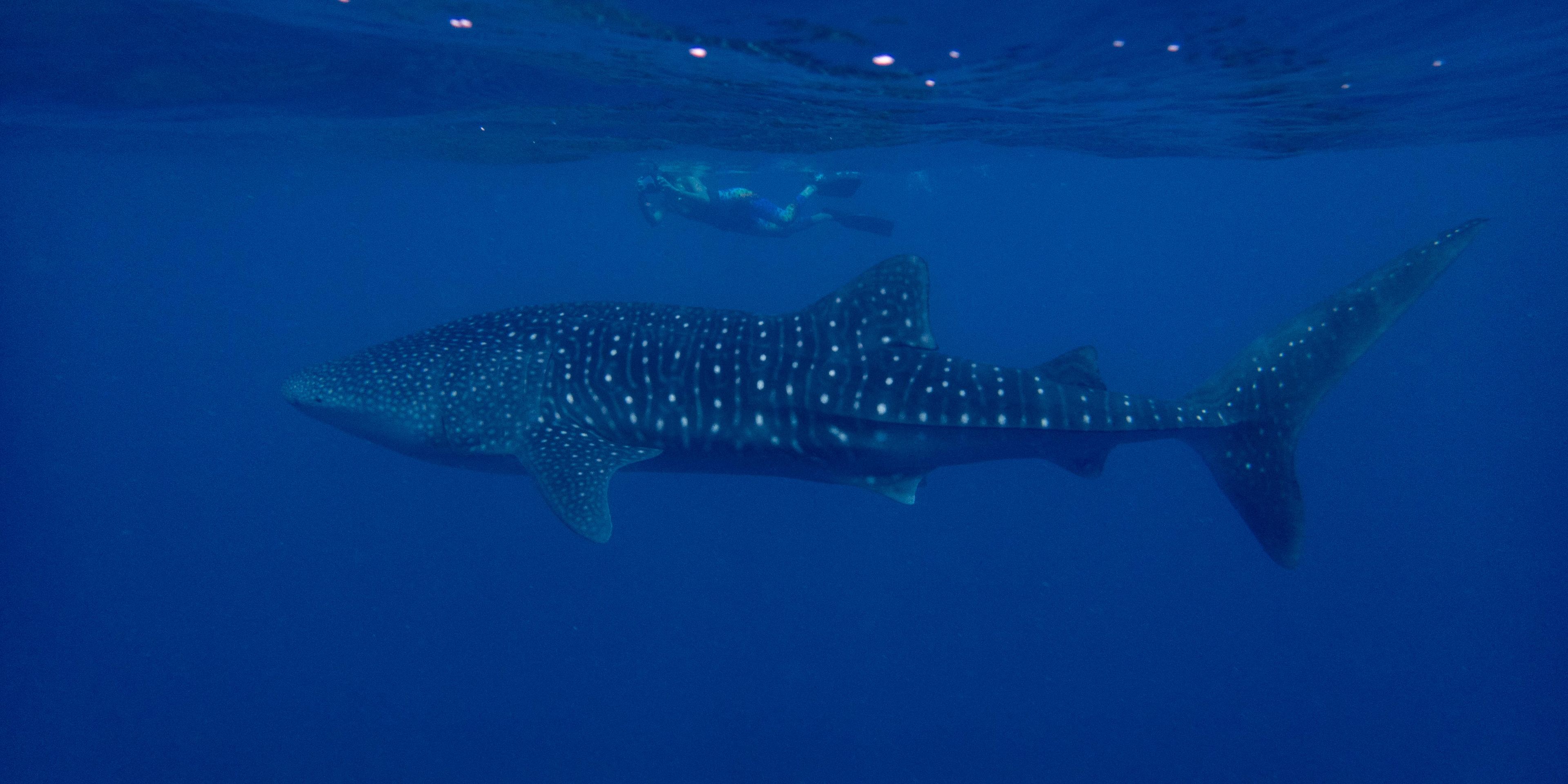A conservation volunteer takes ID shots of a whale shark in the Maldives