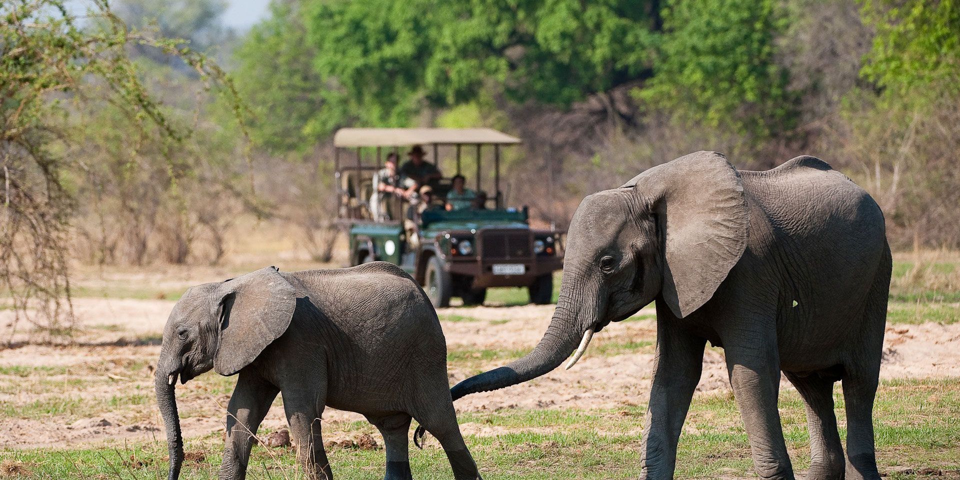 Elefanten, die von Gästen auf einer Pirschfahrt beobachtet werden