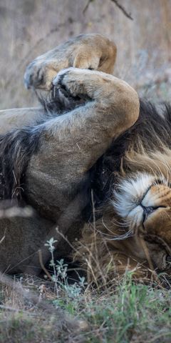 Ein Loewe liegt auf dem Ruecken und waelzt sich spielerisch ueber den Boden waehrend eines Safari Trips