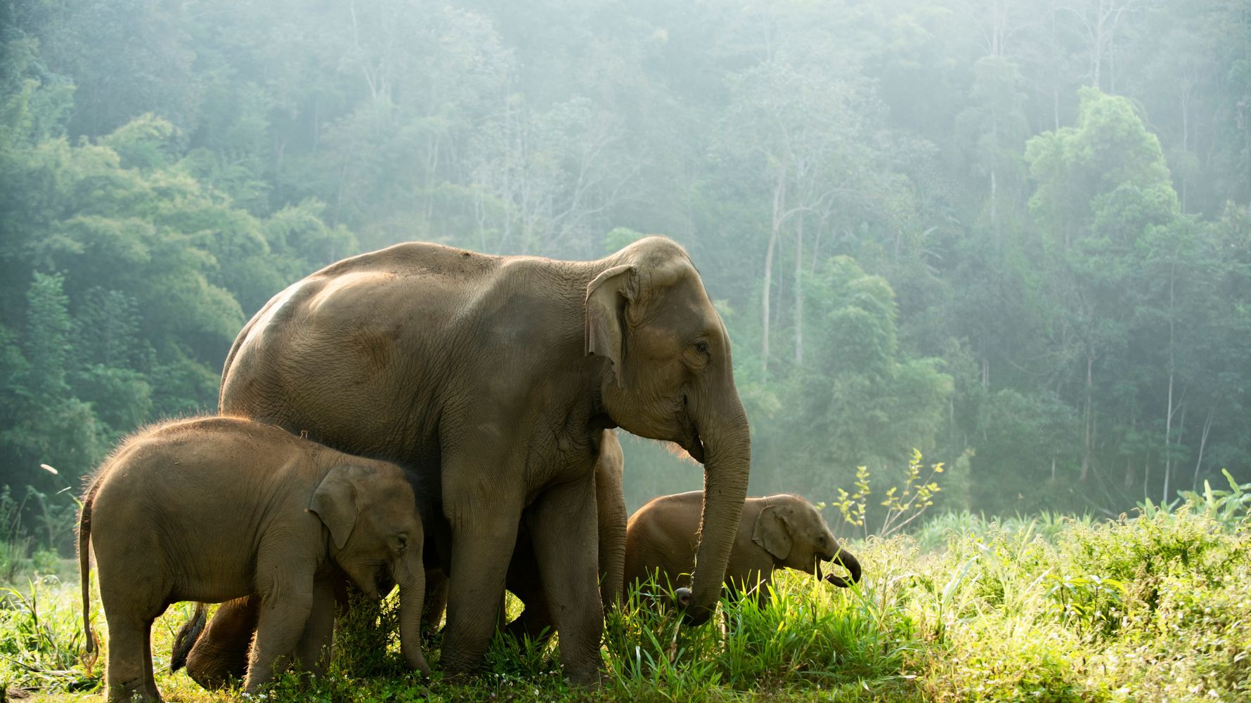 Sri Lanka elephant volunteer programs: An adult Asian elephant and her two youngsters in Sri Lanka