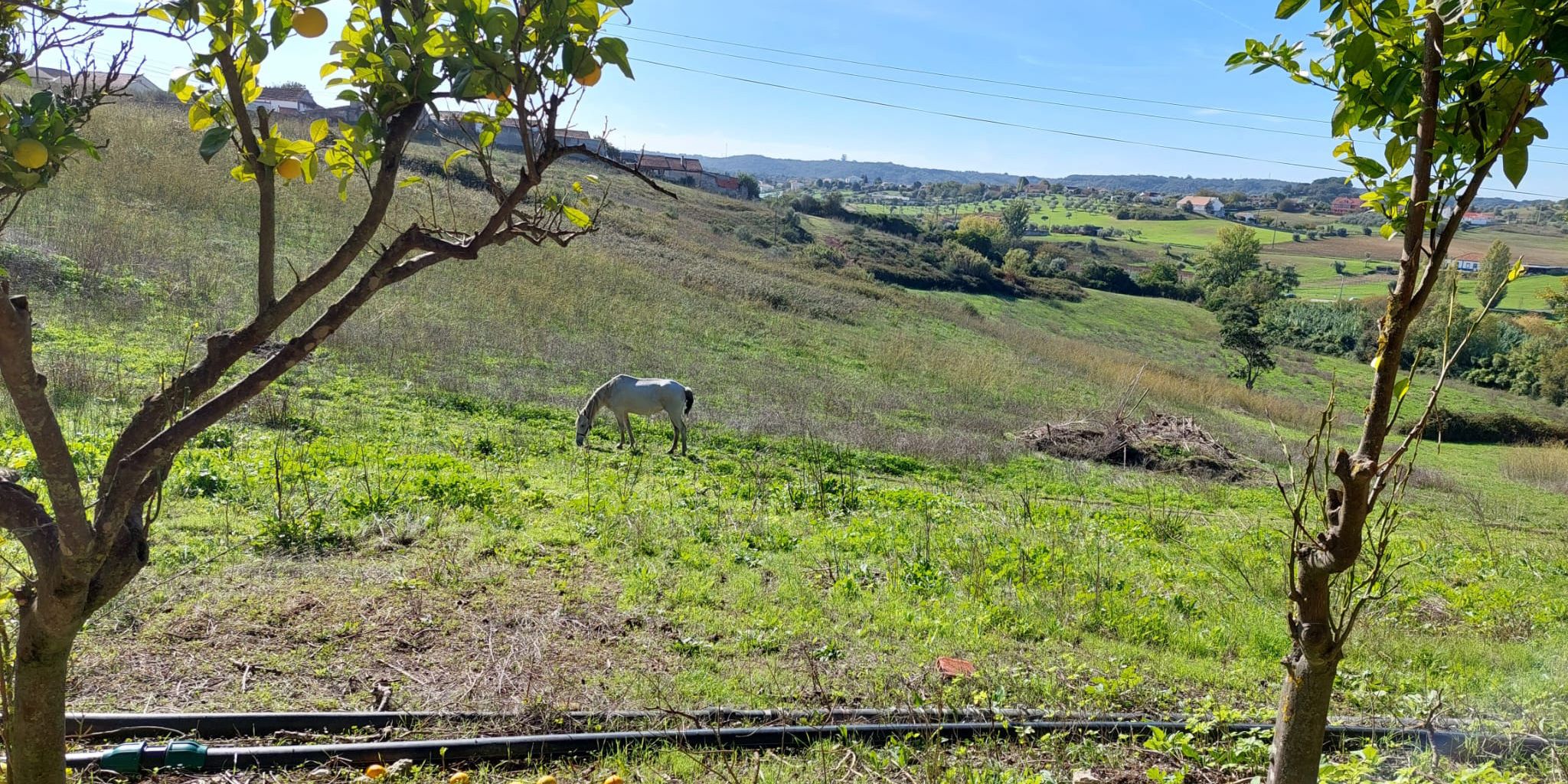 Ein Pferd steht relativ weit entfernt auf einer grünen Weide. Im Vordergrund sind zwei einzelne, kleine Bäume zu sehen.