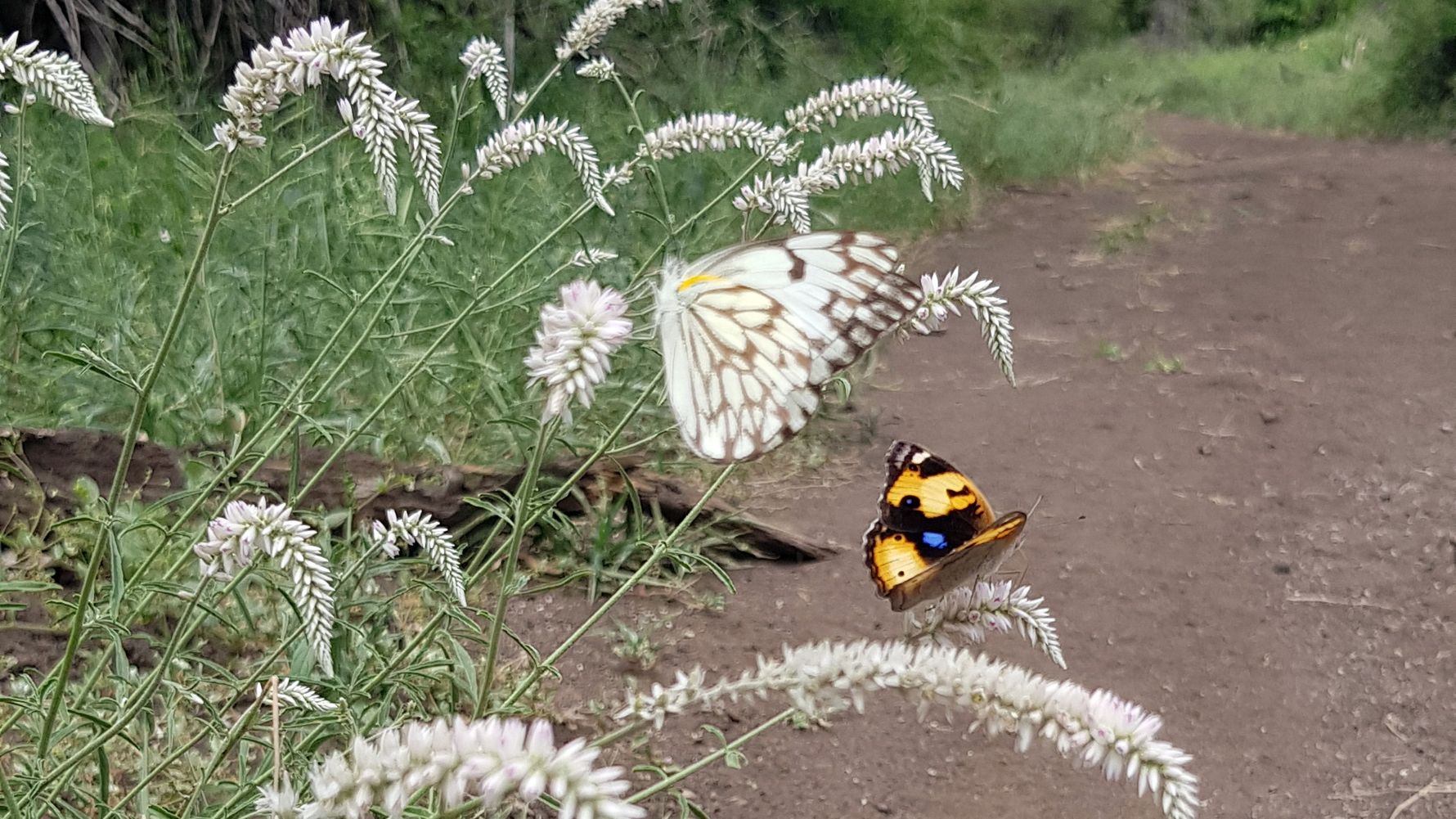 blog-news-projektbesuch-ecoquest-suedafrika-schmetterlinge-natucate