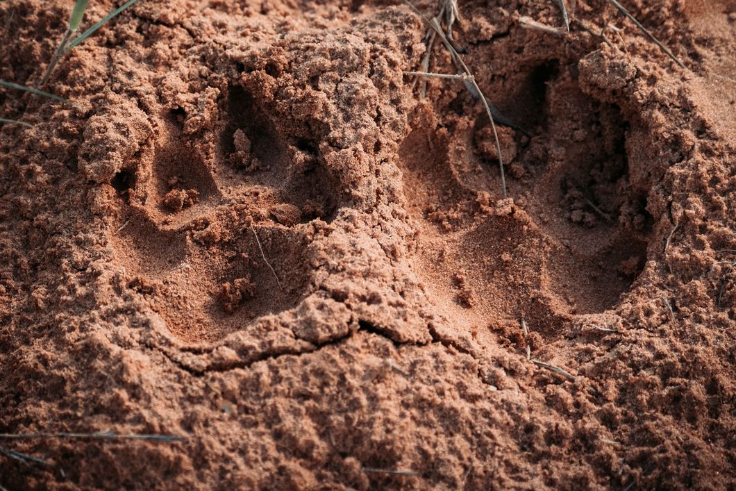 natucate-nature-travel-animal-tracking-expedition-lion-tracks