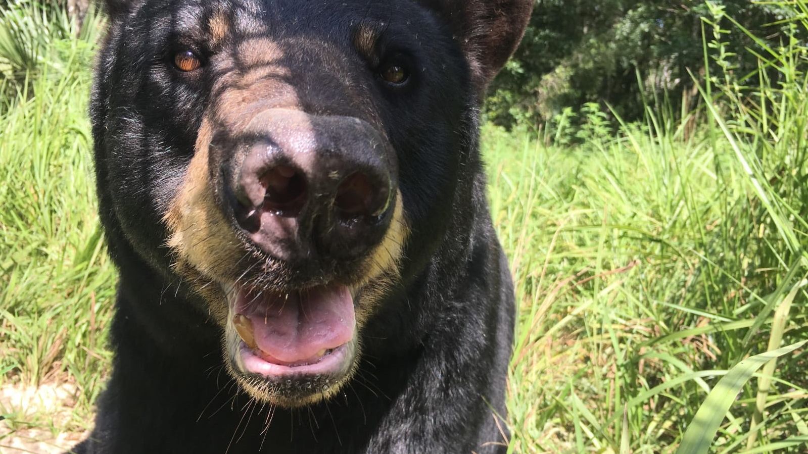 erfahrungsbericht-usa-florida-wildlife-vor-ort-tierschutz-baer-natucate